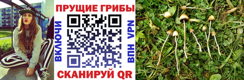 Псилоцибиновые грибы Psilocybine cubensis  цена наркотик  Мичуринск 